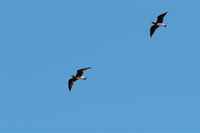 co`h,Indian Pratincole